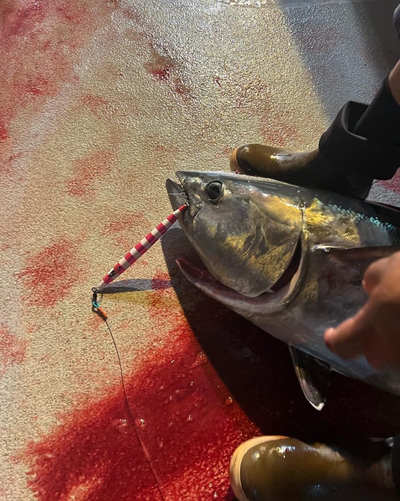Home bluefin with jig